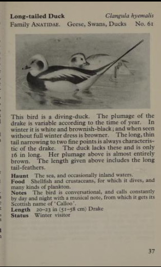 long tailed duck page from Observer's Book of Birds